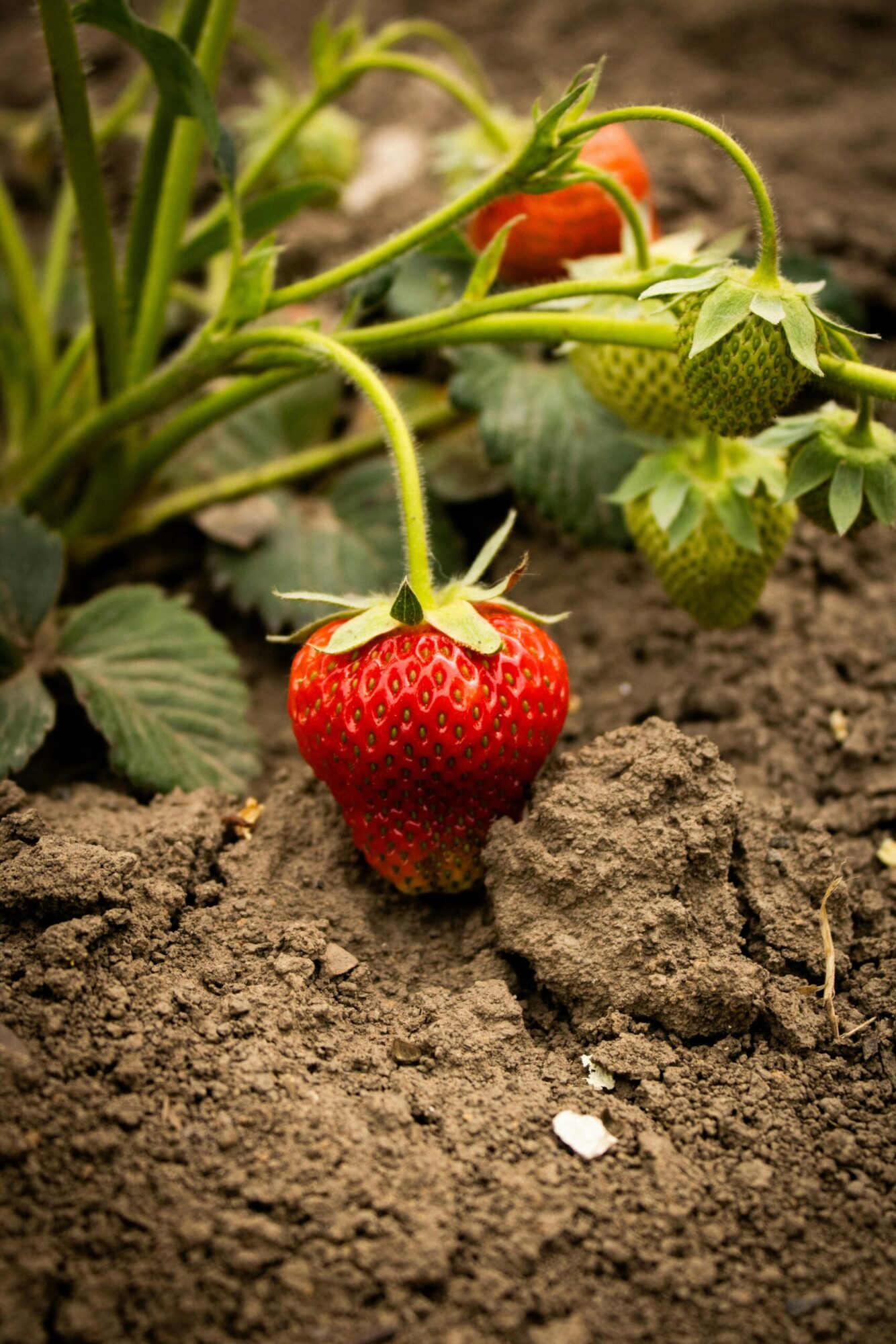 Strawberry in durt