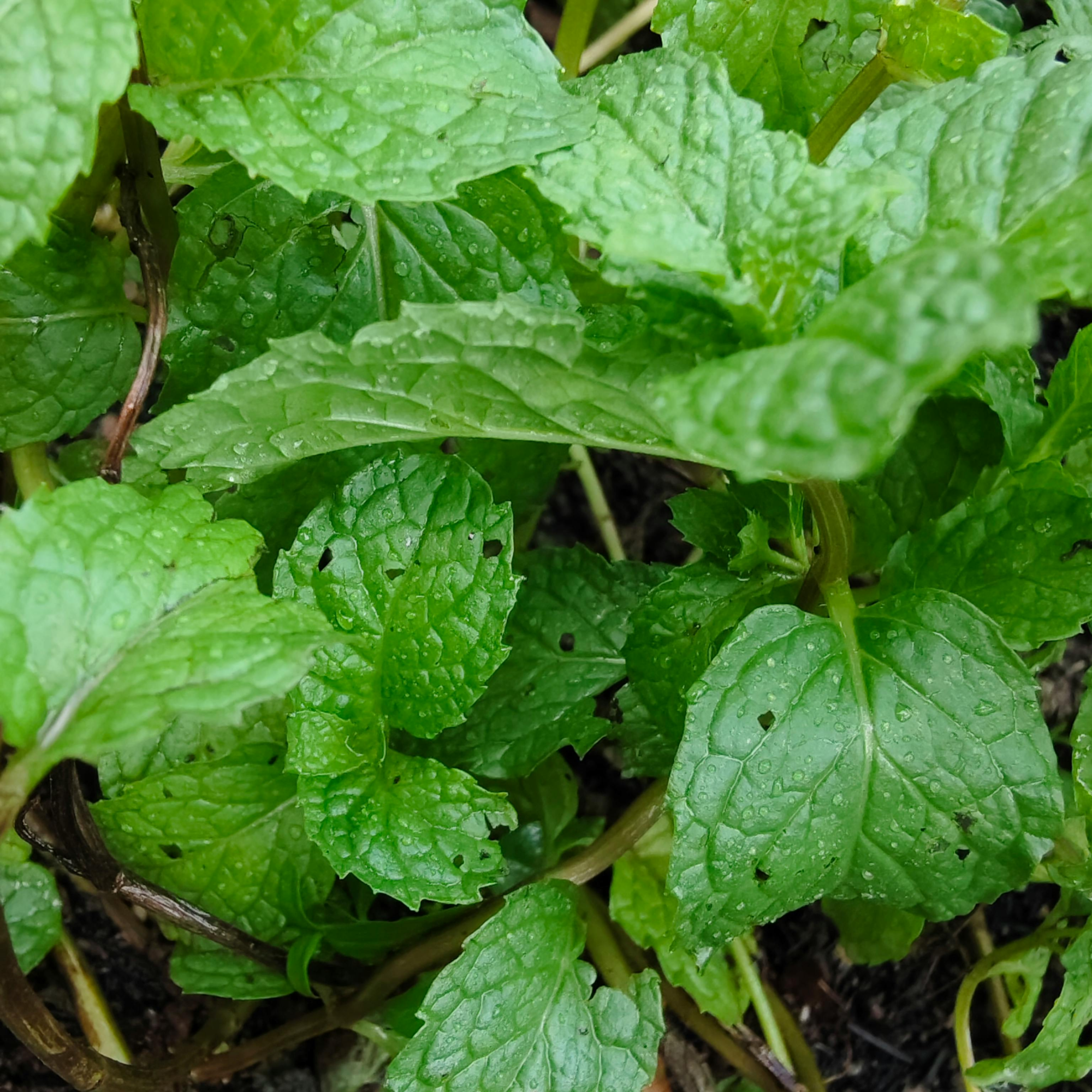 Growing strawberries