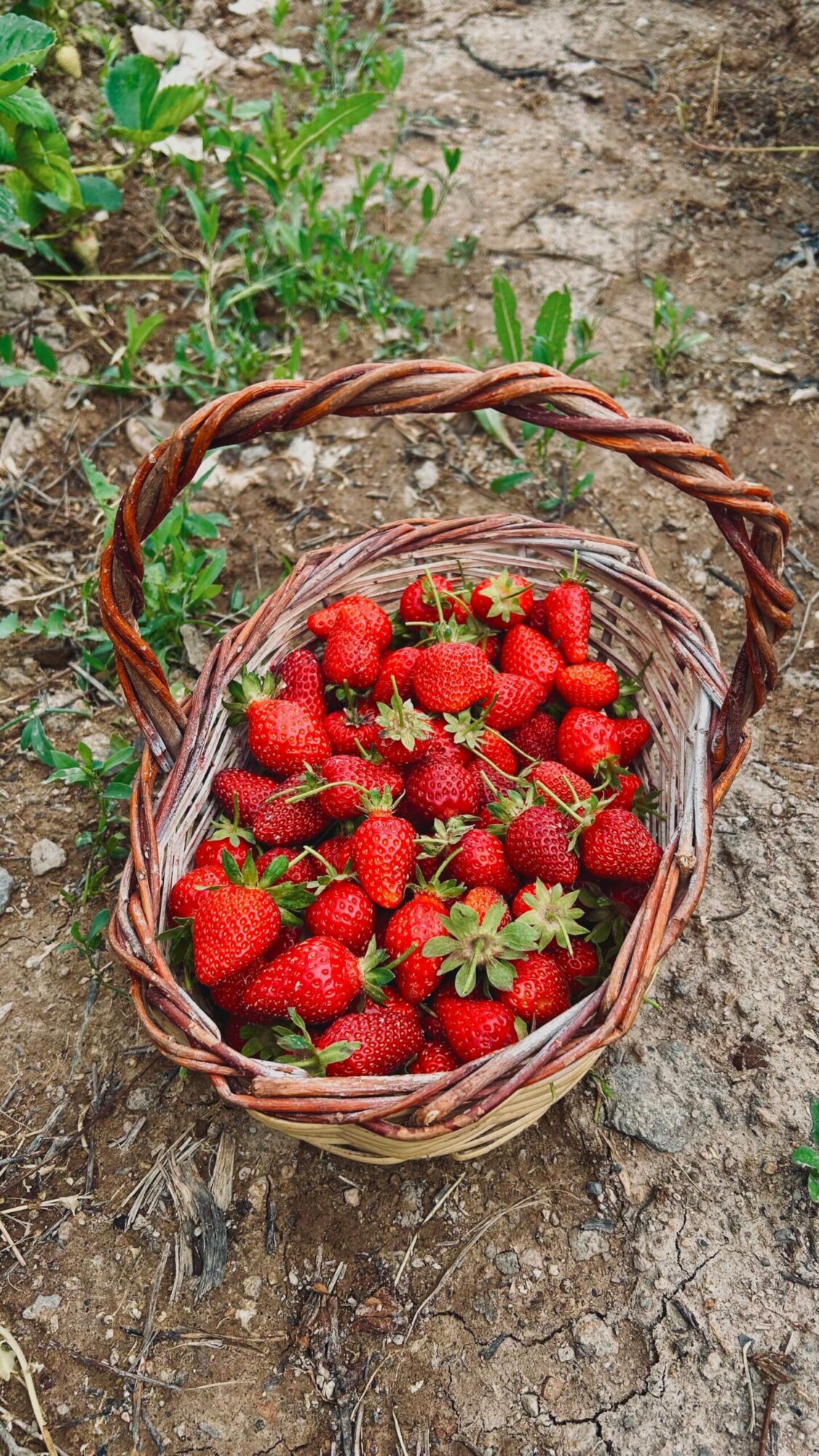 Strawberry basket