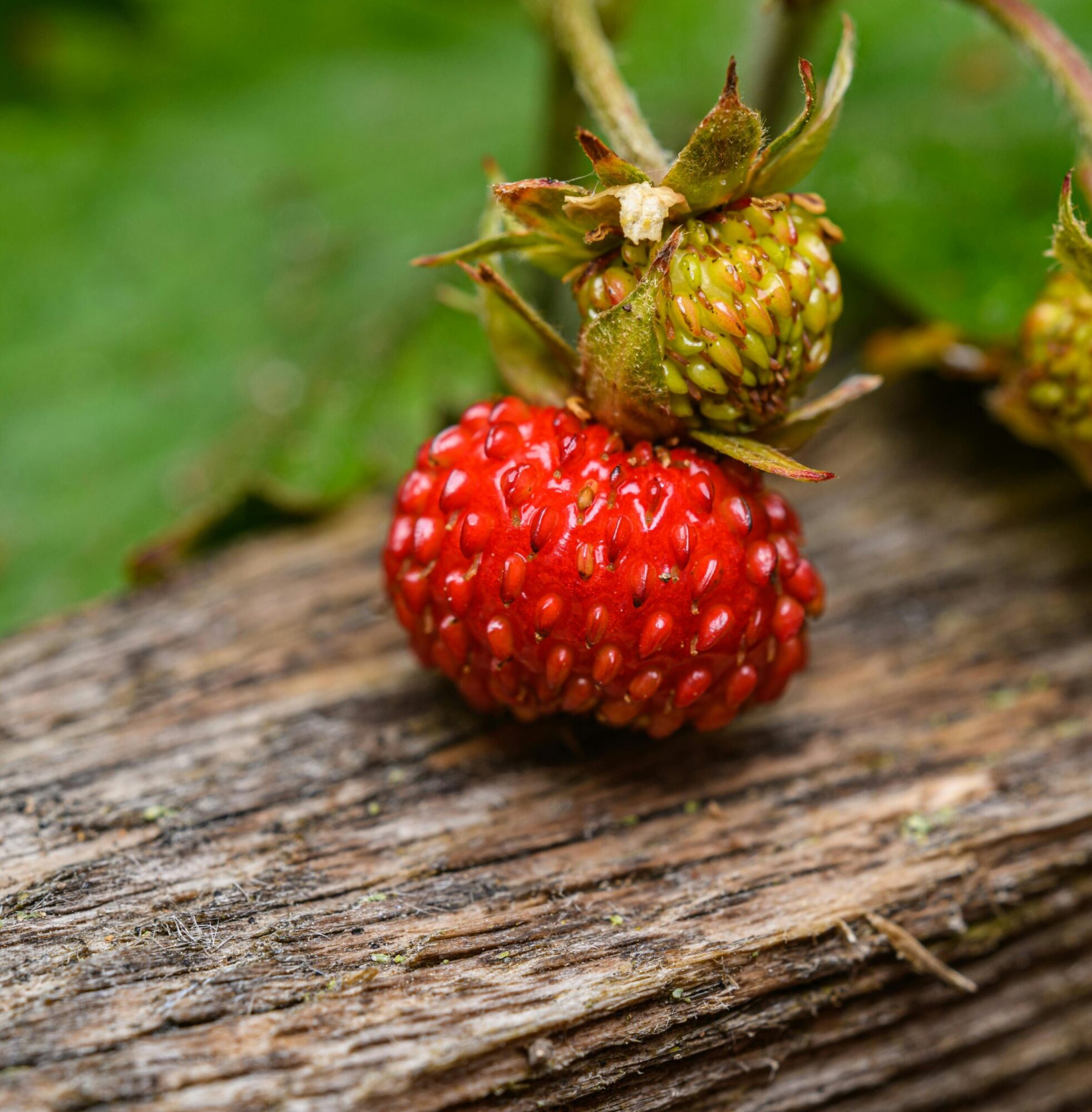 Growing strawberry