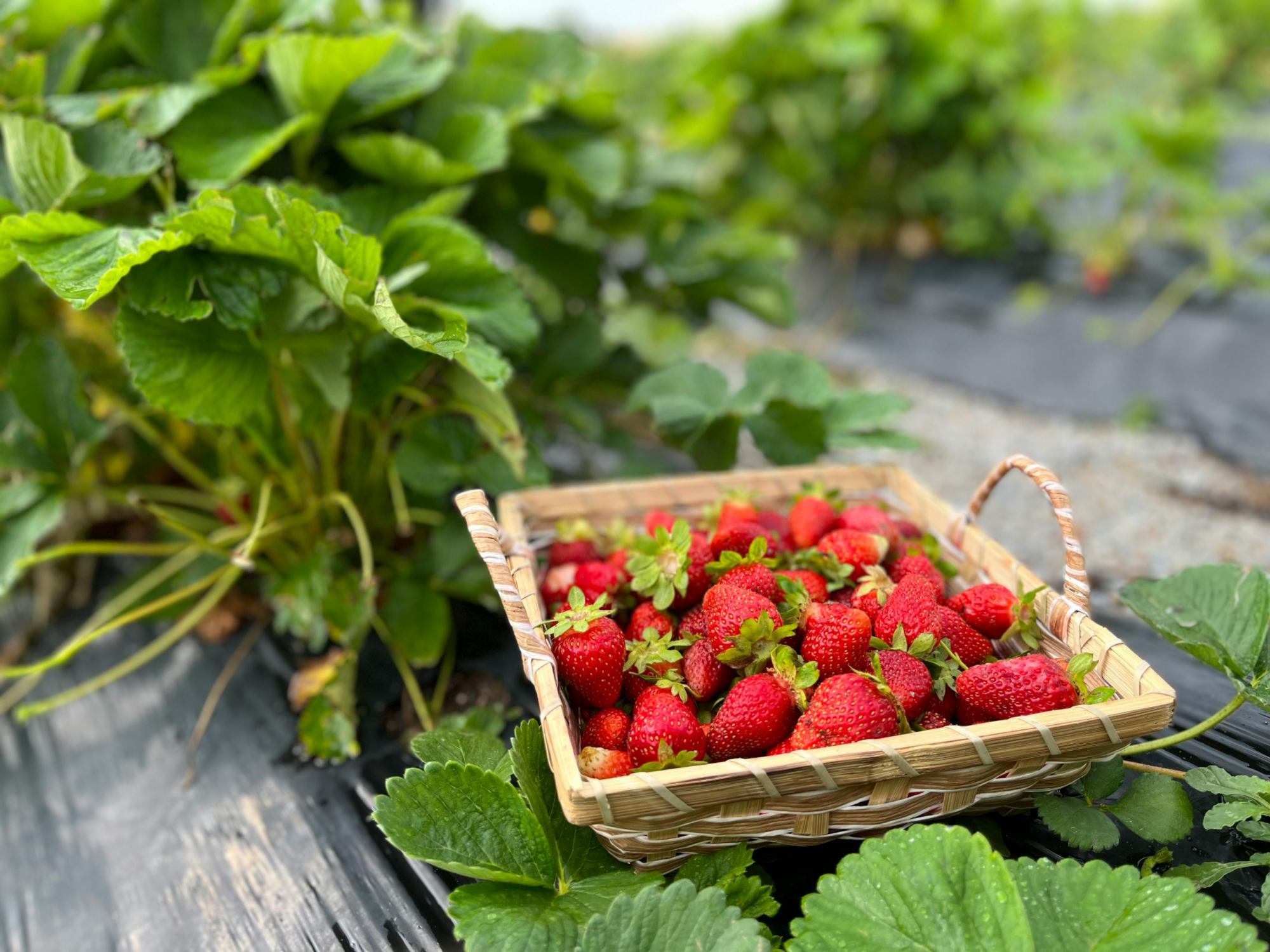 Strawberry basket